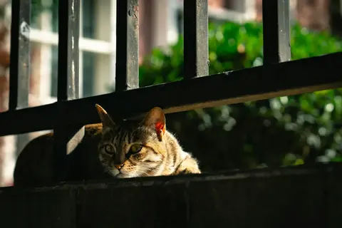 小黑和小白的幸福生活