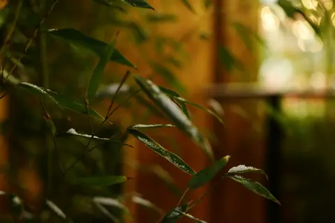 我真的好爱苏轼的生命力