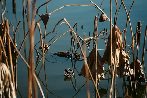 菱荡
